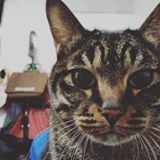 頭像