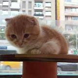 頭像