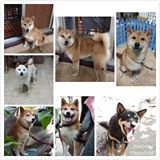 頭像
