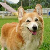 頭像