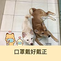 頭像