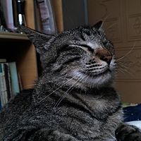 頭像