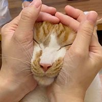 頭像