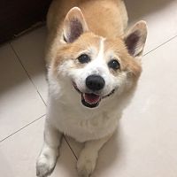 頭像