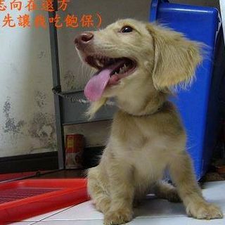 頭像
