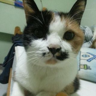 頭像