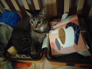 頭像
