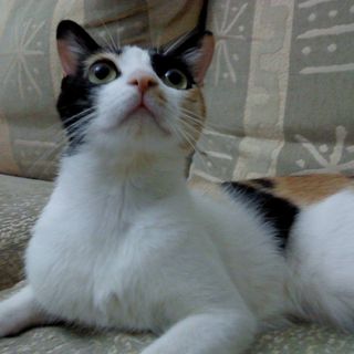 頭像