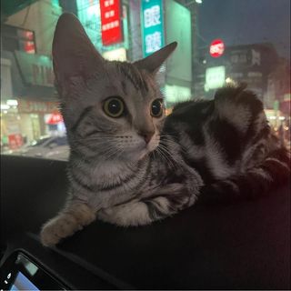 頭像