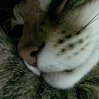 頭像