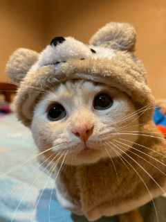 頭像
