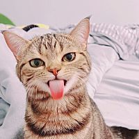 頭像