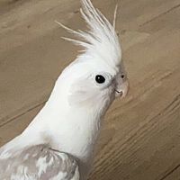 頭像