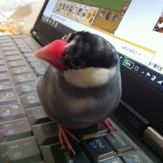 頭像