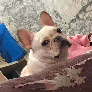 頭像