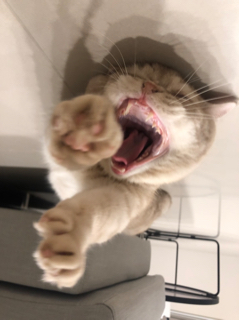 頭像