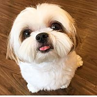 頭像