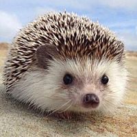 頭像