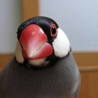 頭像