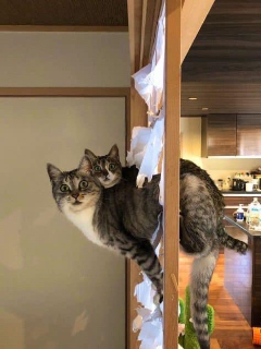 頭像