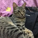 頭像