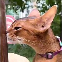 頭像