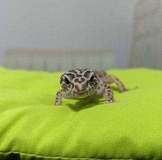 頭像