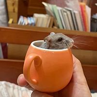 頭像