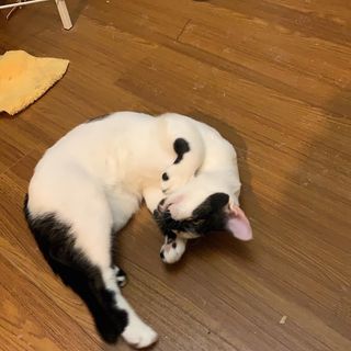 頭像