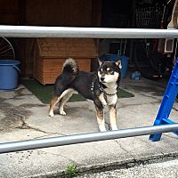 頭像