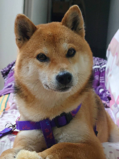 頭像