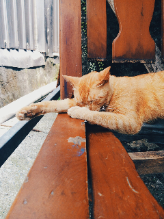 頭像
