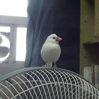 頭像