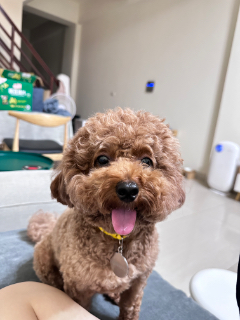 頭像