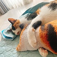 頭像