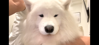 頭像