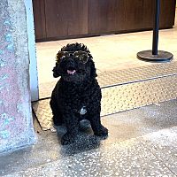 頭像