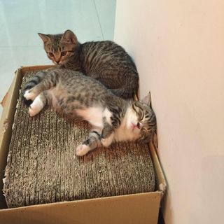 頭像