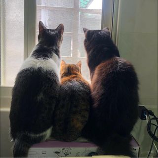 頭像