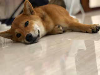 頭像
