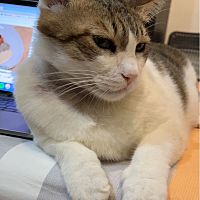 頭像