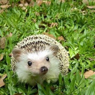 頭像