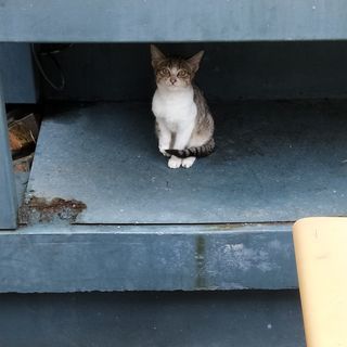 頭像