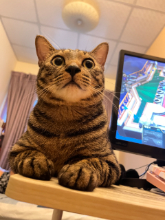 頭像