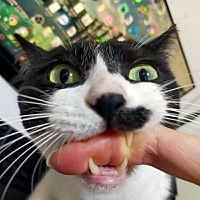 頭像