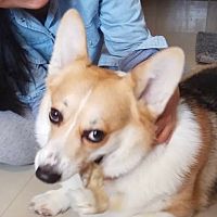頭像
