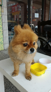 頭像