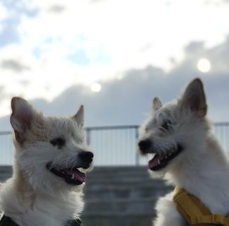 頭像