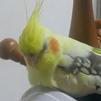 頭像