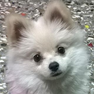 頭像